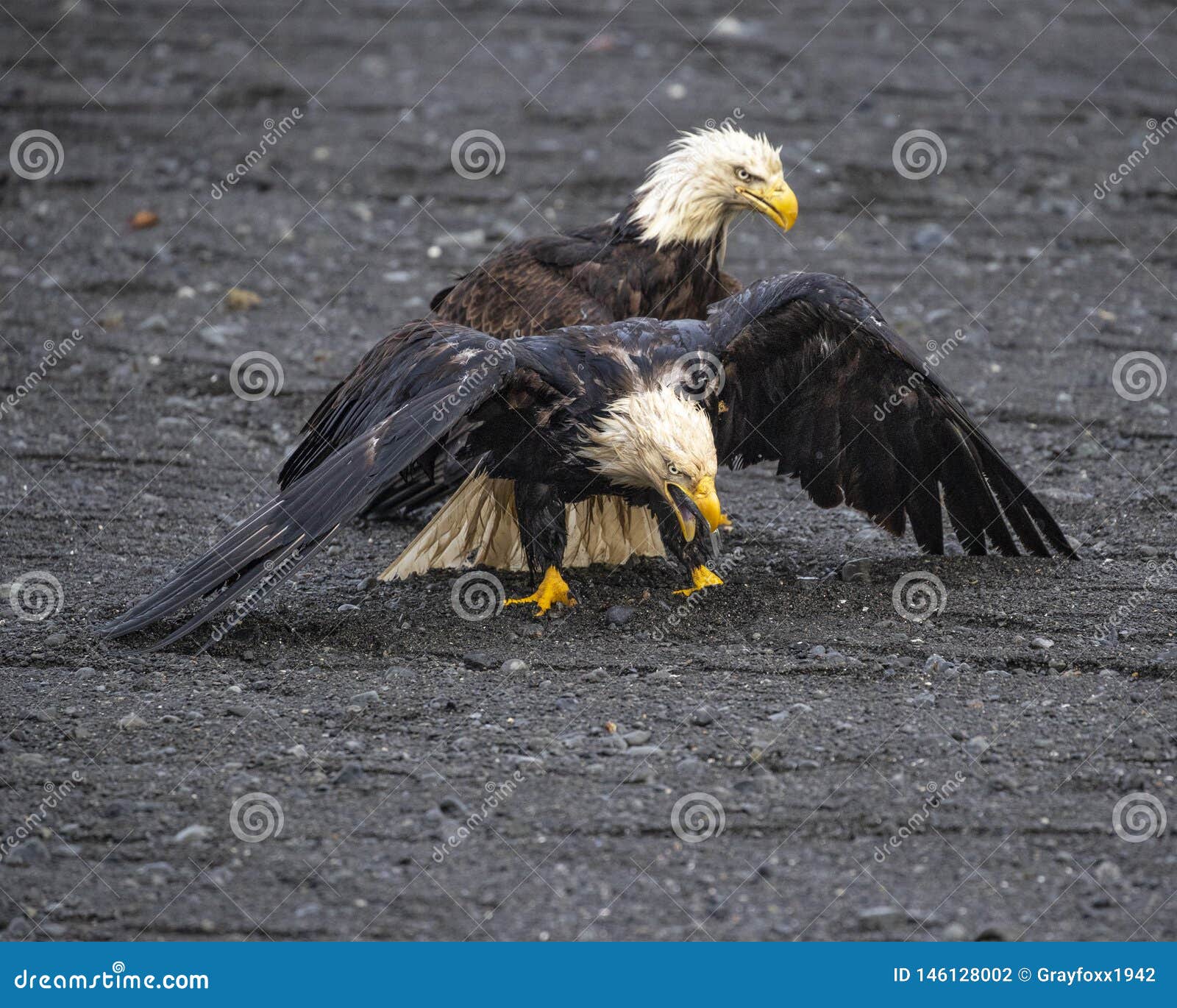 Bald Eagles on the Beach Homer Alaska Stock Photo Image of animal