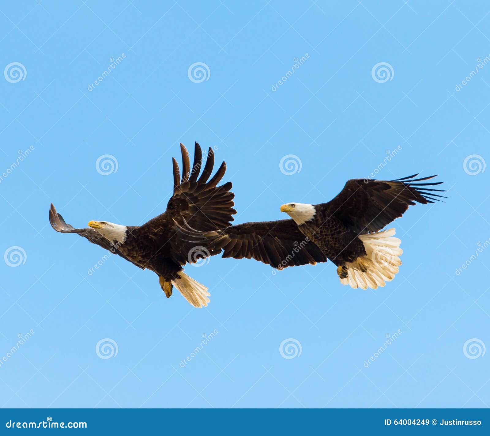 bald eagles in flight