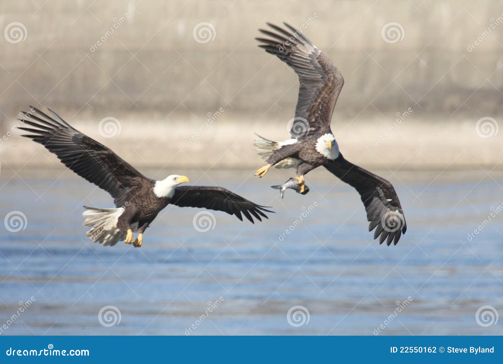 bald eagles (haliaeetus leucocephalus)