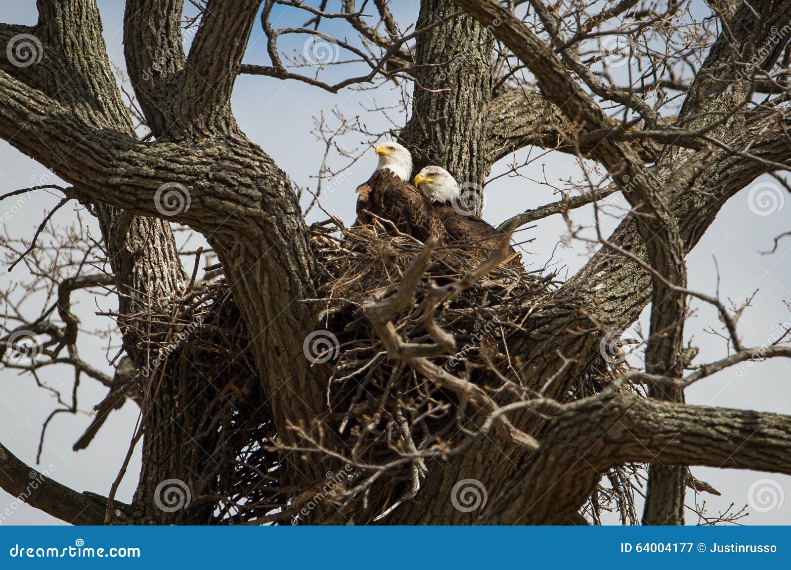 bald eagles