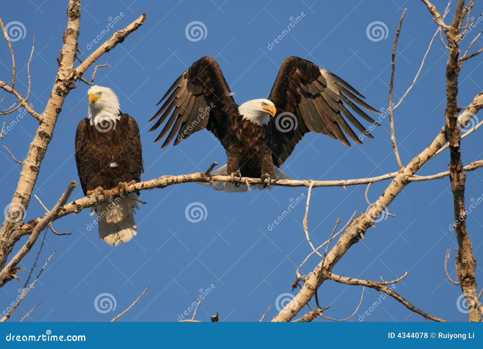 Bald Eagles rest on tree stock photo. Image of head, american 4344078