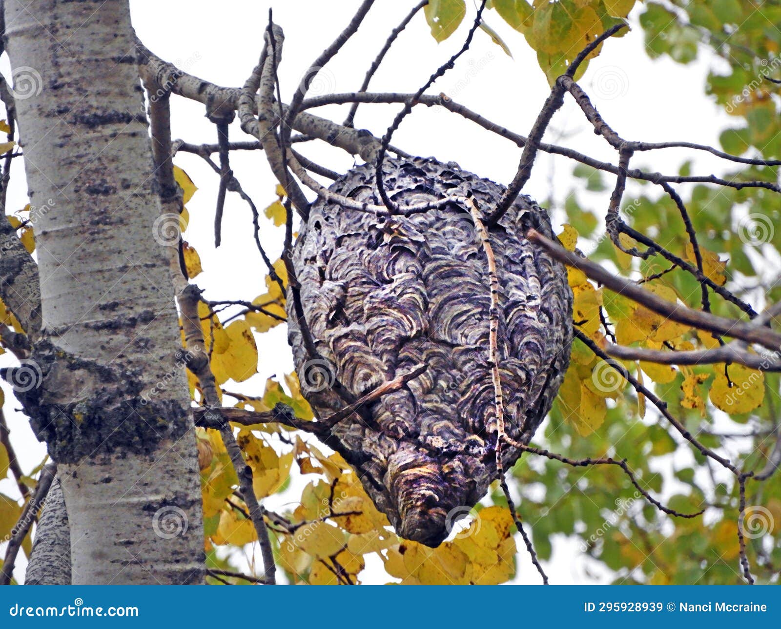 Bald Face Yellowjacket Wasp Nest in Autumn Tree Stock Image Image of animals, aggressive
