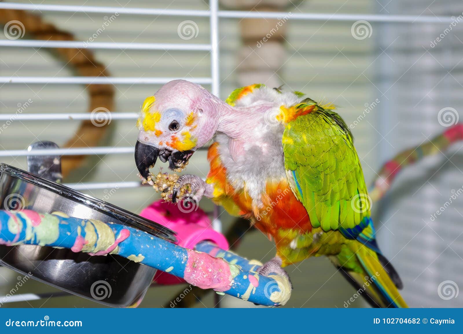 bald parrot eating millet with open beak showing tongue.