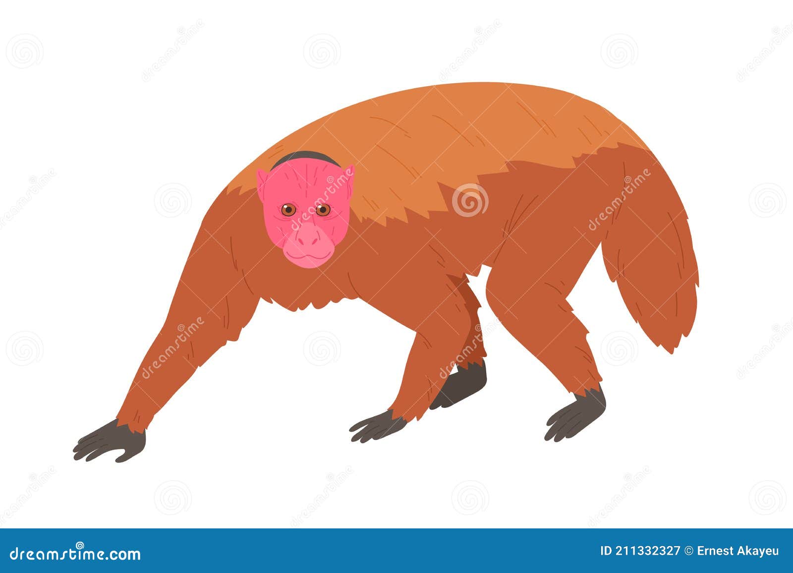 bald uakari or monkey with bare crimson face and short tail. exotic jungle red-headed animal covered with fluffy brown