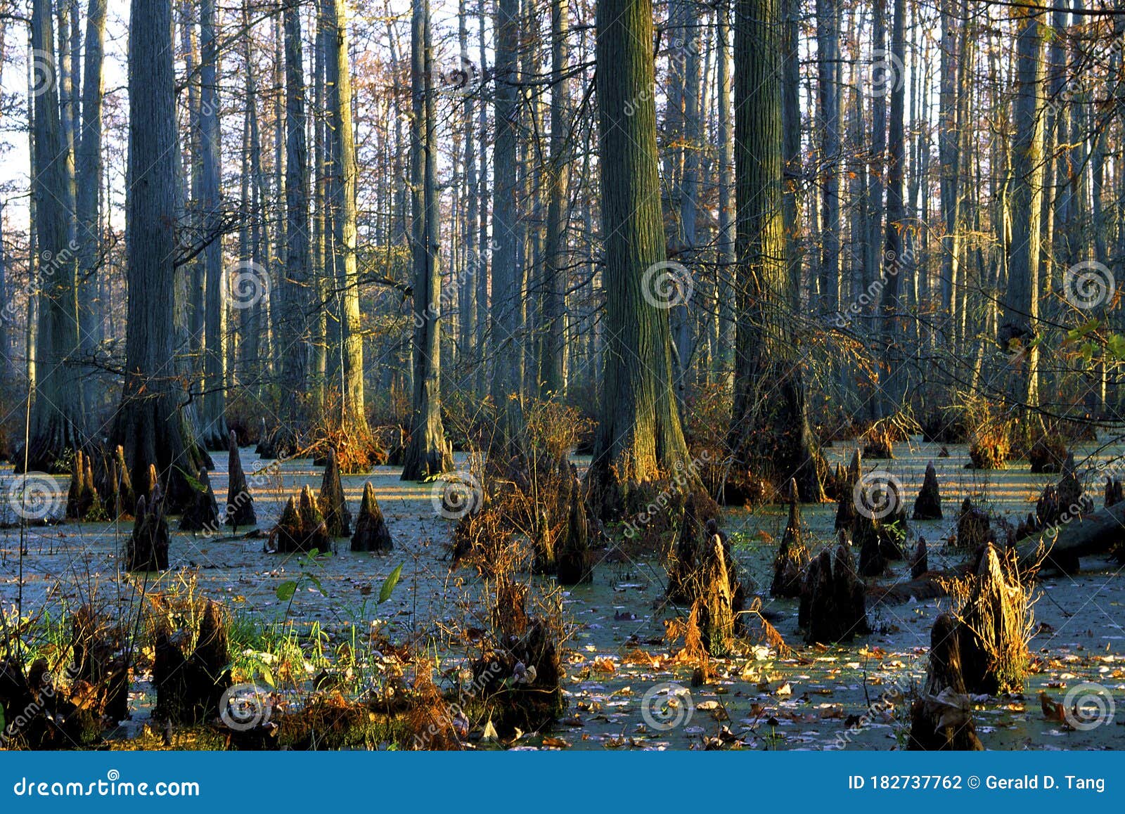baldcypress tupelo swamp  44963