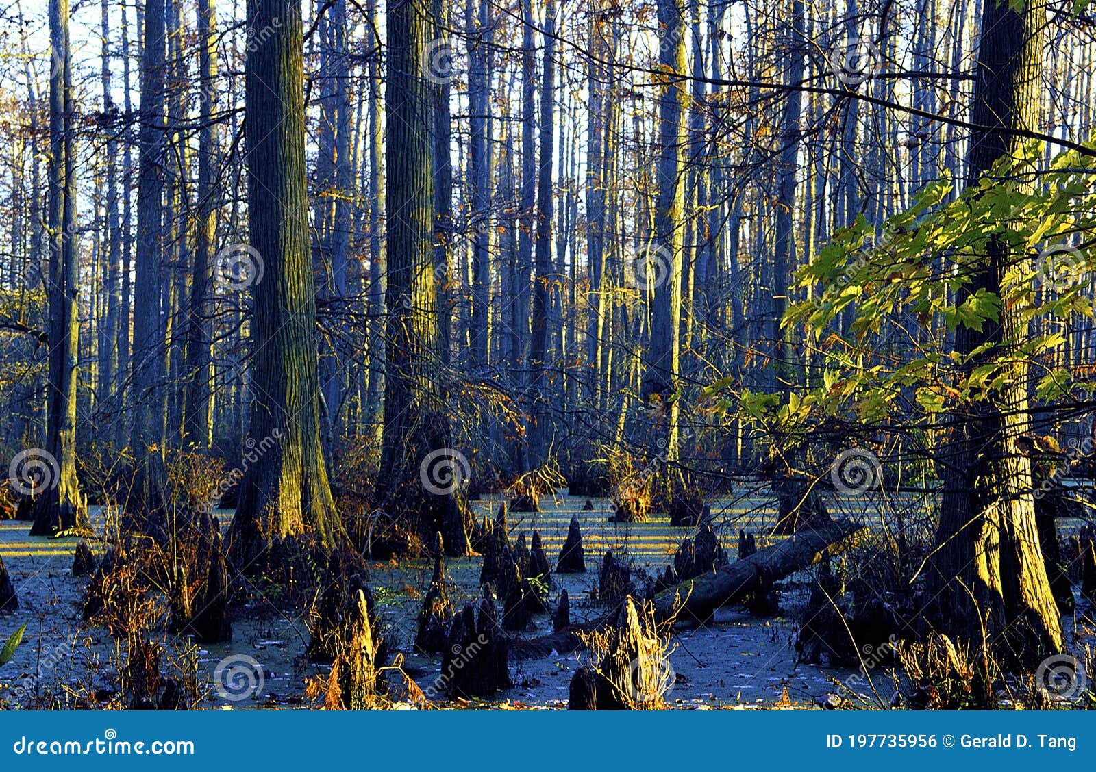 baldcypress tupelo swamp  44962