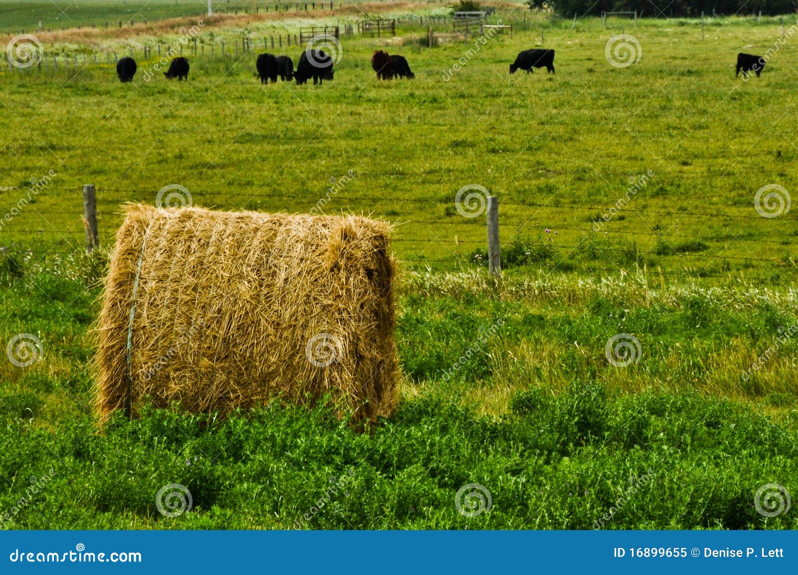 Bale of Straw with Cows stock image. Image of farming 16899655