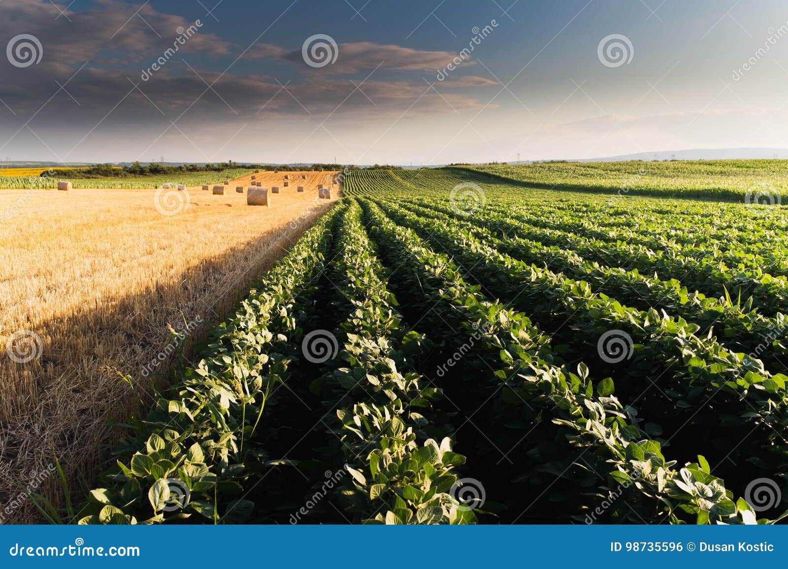 Bale of wheat in the field stock photo. Image of autumn 98735596