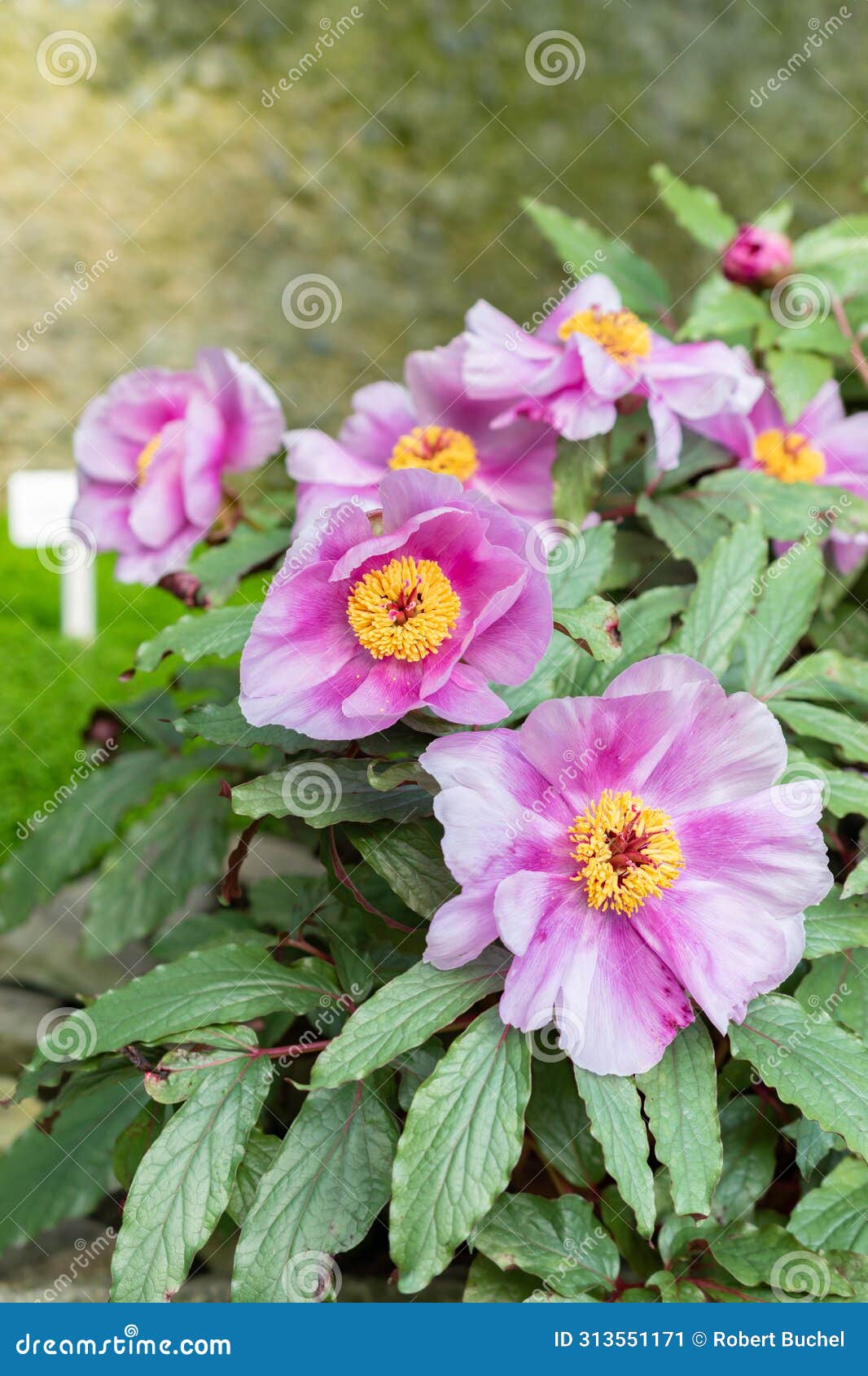 balearic peony or paeonia cambessedesii plant in saint gallen in switzerland