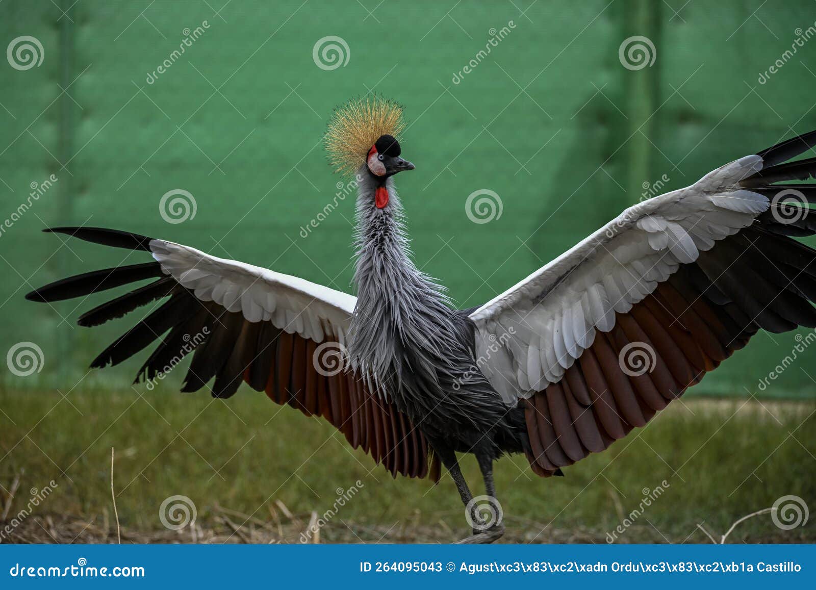 balearica regulorum or the grey-crowned crane is a gruiform bird in the gruidae family.