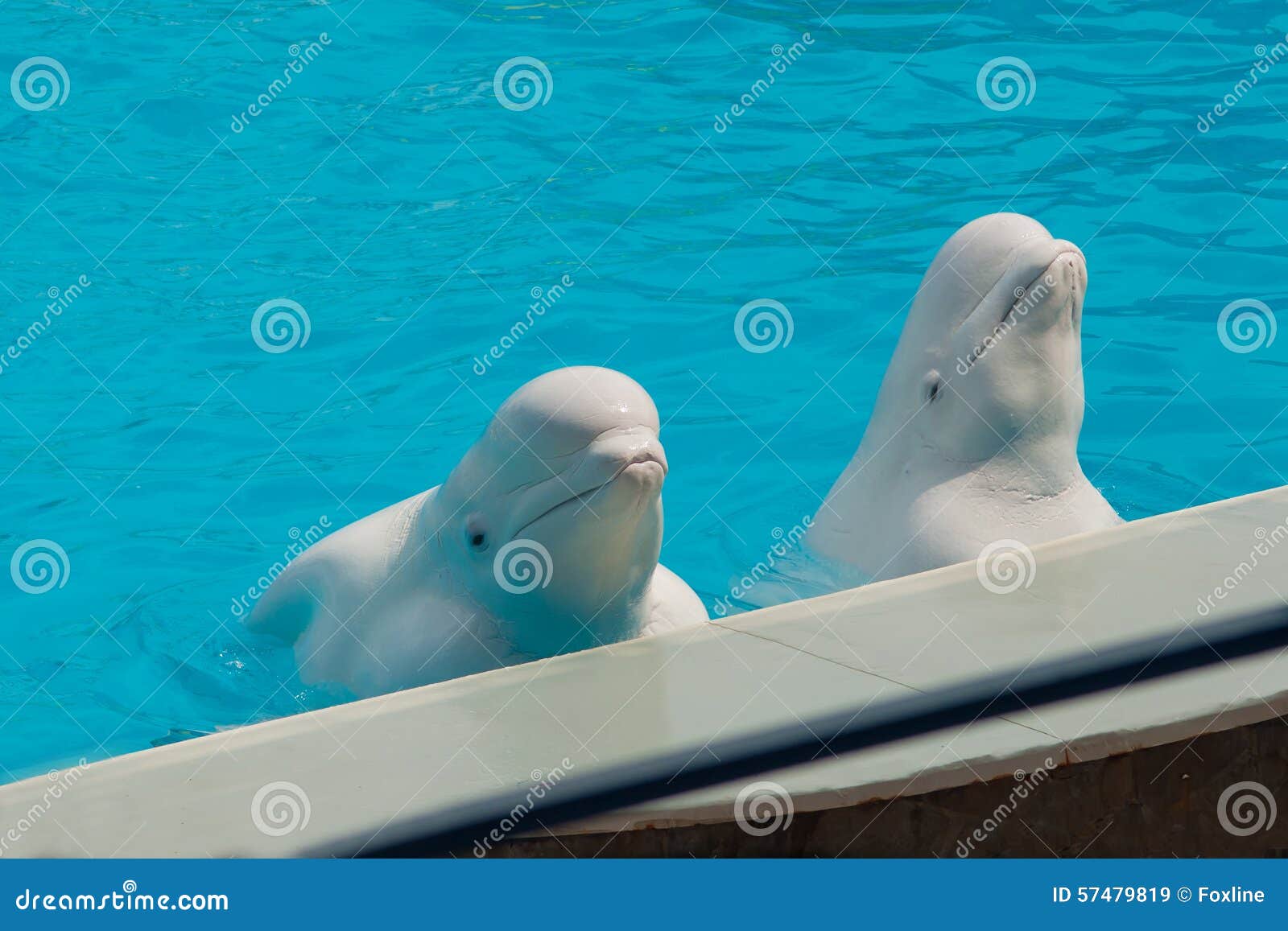 Baleine Blanche Dans L'eau Dans Le Dauphin De Piscine Image stock Image du intelligence