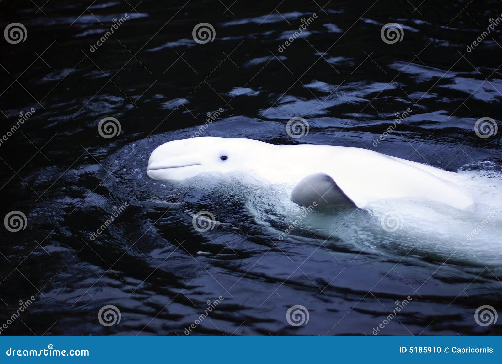 Baleine Blanche De Beluga Ondulant Au Visualisateur Photo stock Image