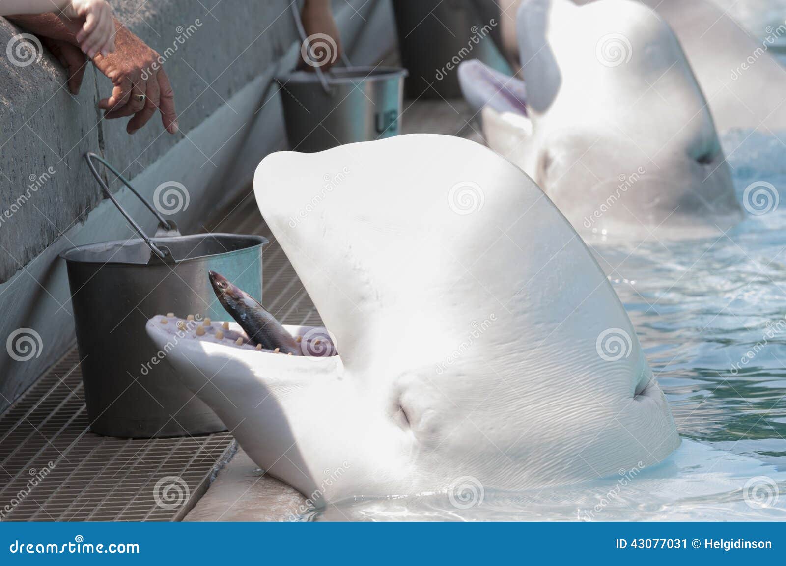 Baleine De Alimentation De Beluga Image stock Image du pacifique