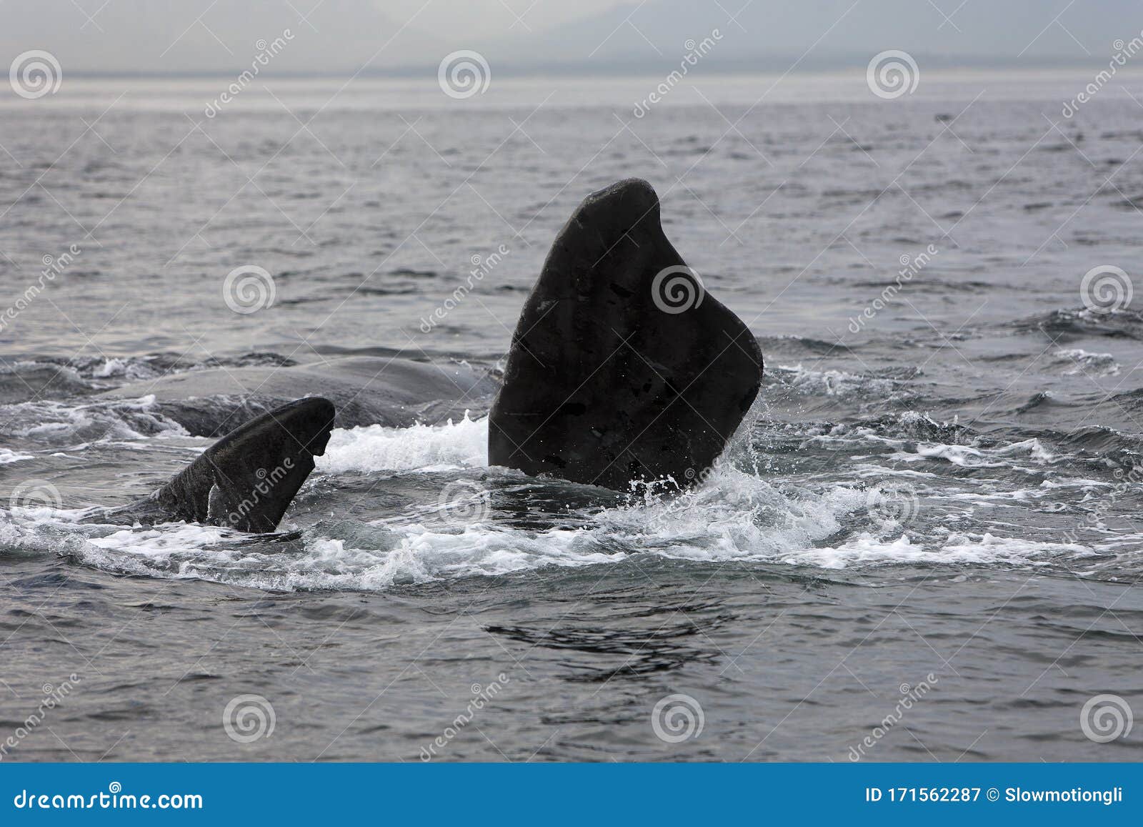 baleine franche australe eubalaena australis