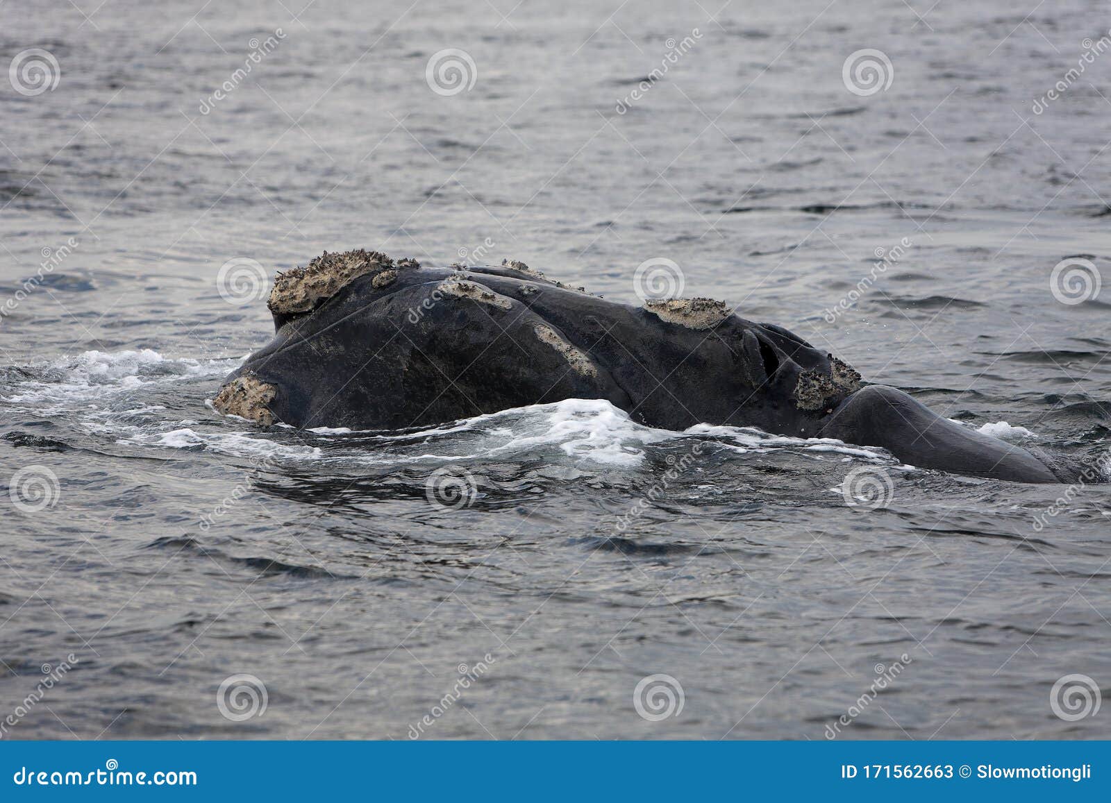 baleine franche australe eubalaena australis