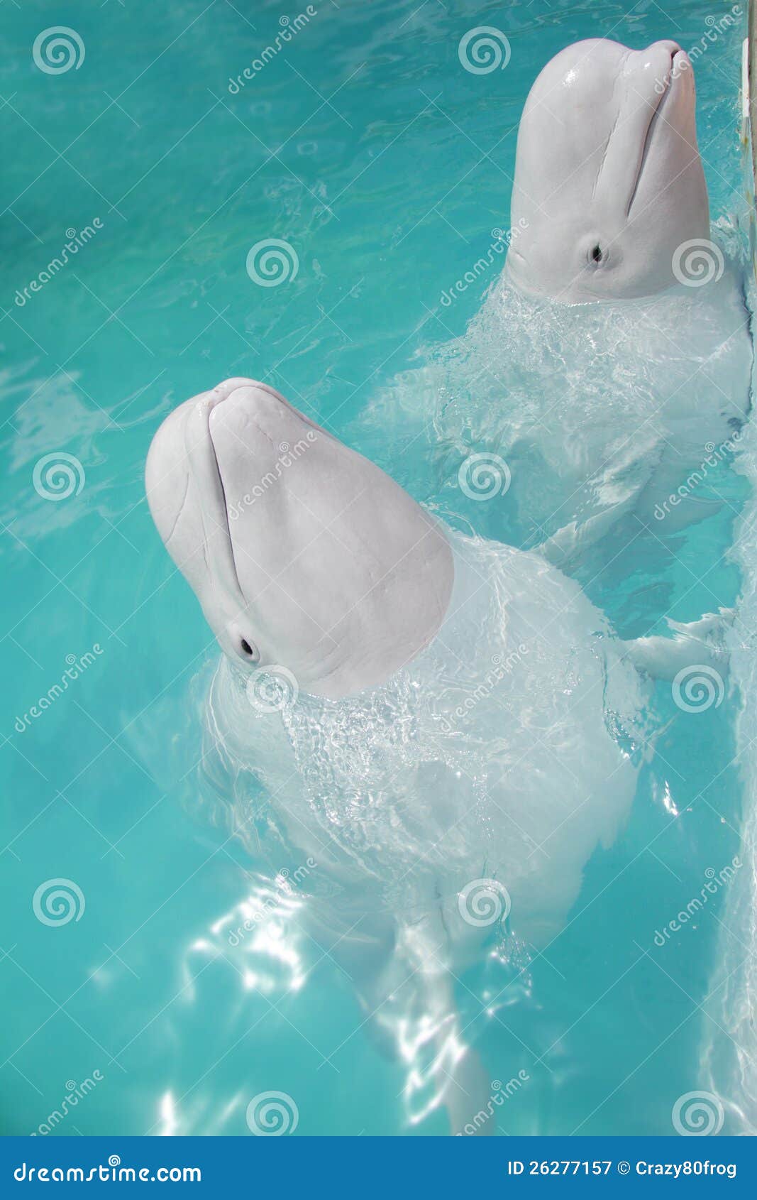 Baleines De Beluga (baleine Blanche) Dans L'eau Image stock Image du orange, narval 26277157