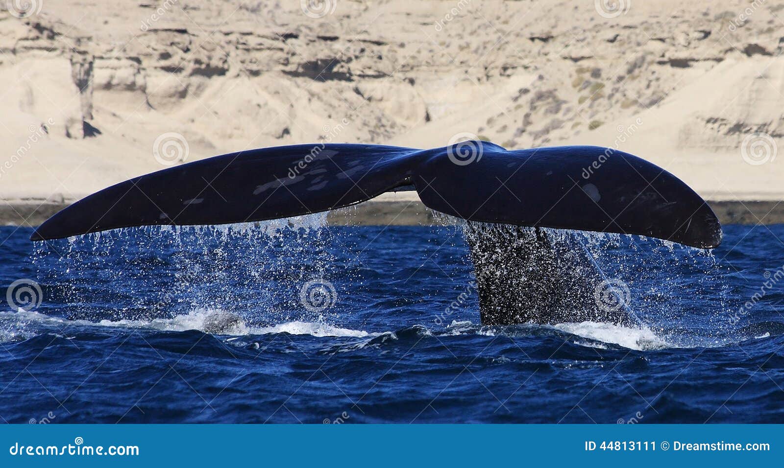 Balena del sud, penisola Valdes, Argentina. La grande, passera potente della coda di un'immersione subacquea del sud della balena nel mare blu basso intorno alla penisola Valdes nella Patagonia, Argentina