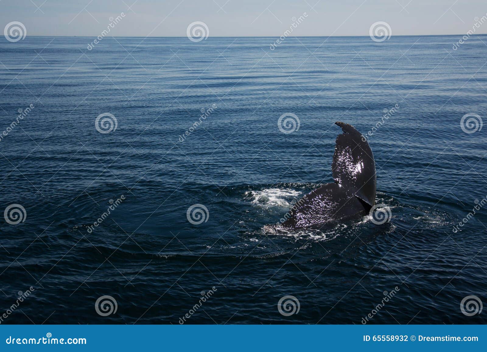 Una balena nel mare