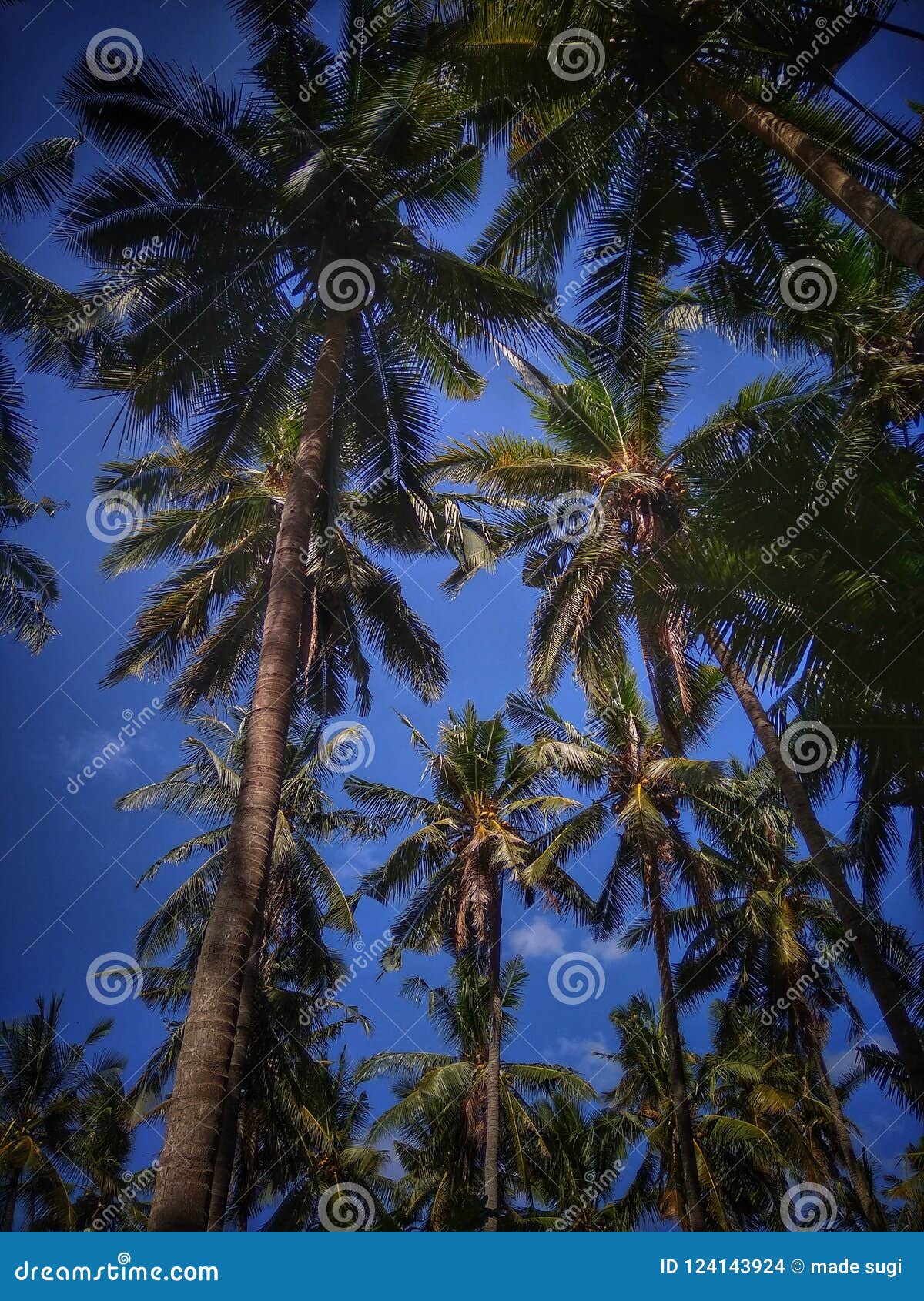 Coconut island stock photo. Image of island, palmtree 124143924