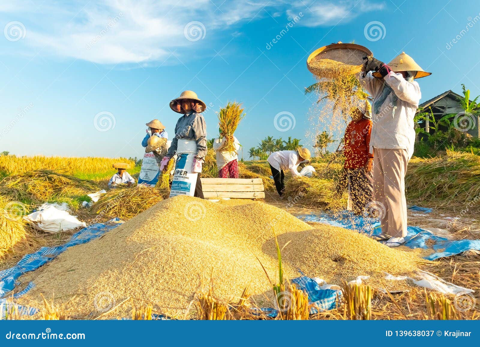 Bali Indonesia April 12 2018 Female Balinese Farm Workers Laugh As They Traditional Harvest