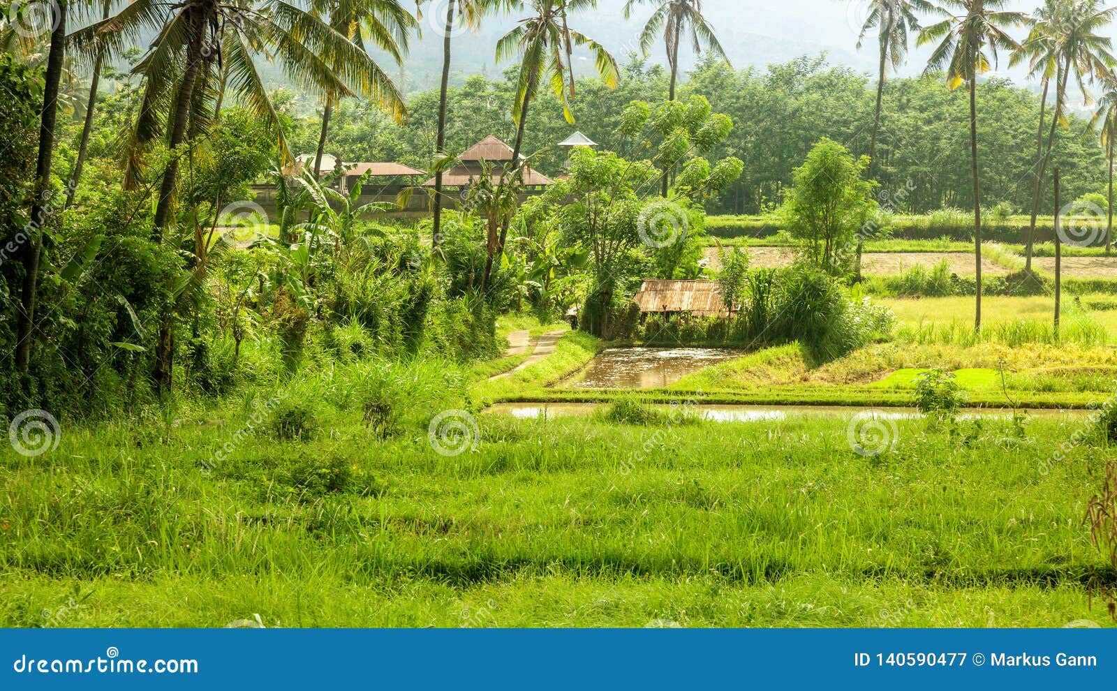 bali landscape with verdant green rice field
