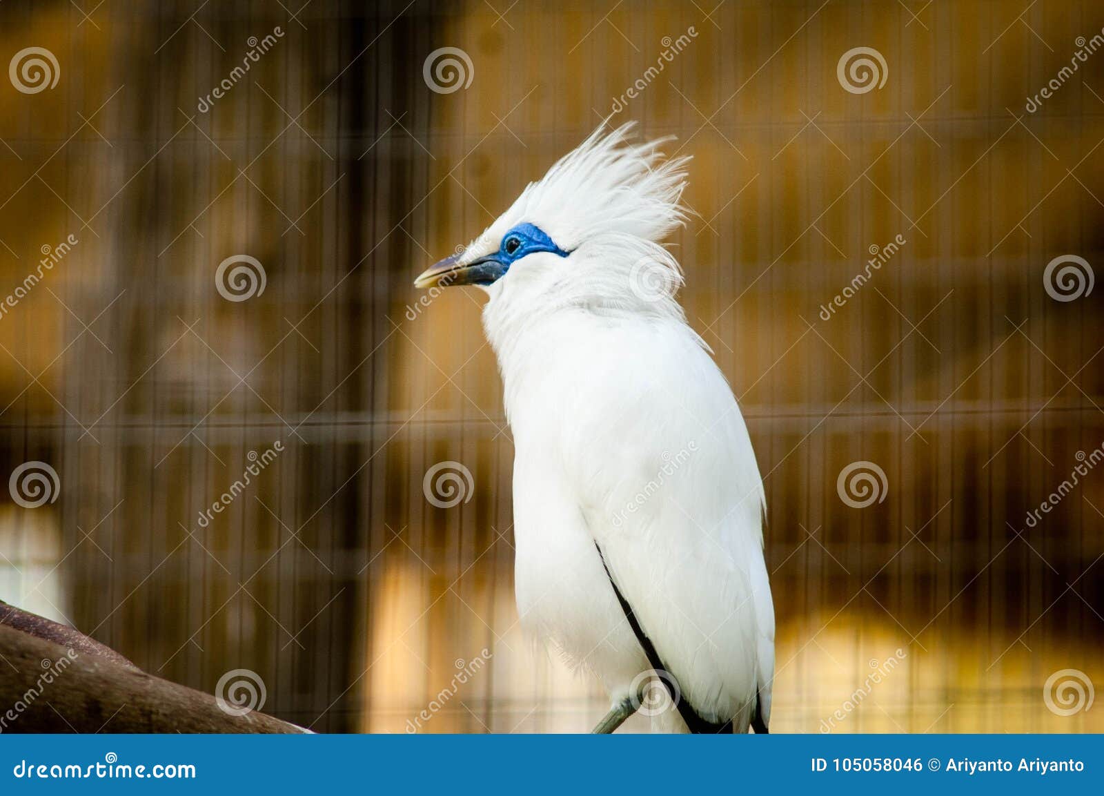 the bali myna, also known as rothschild`s mynah, bali starling, or bali mynah, locally known as jalak bali