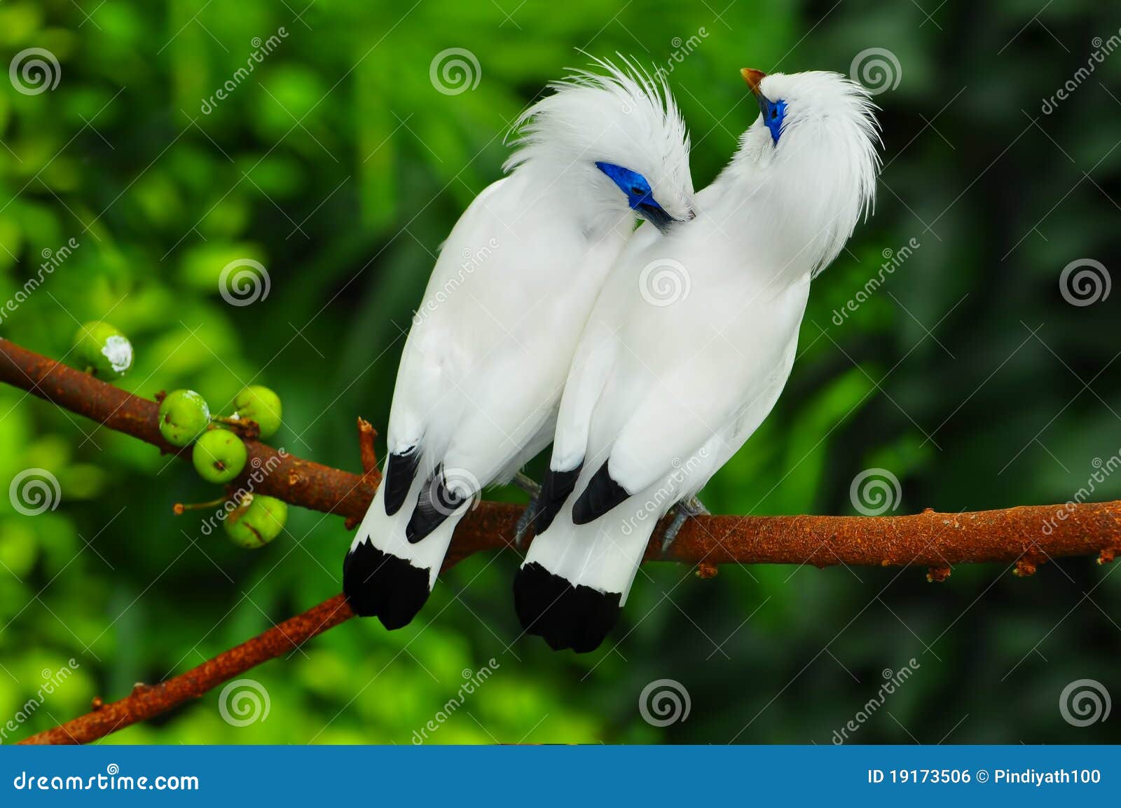 bali mynah birds