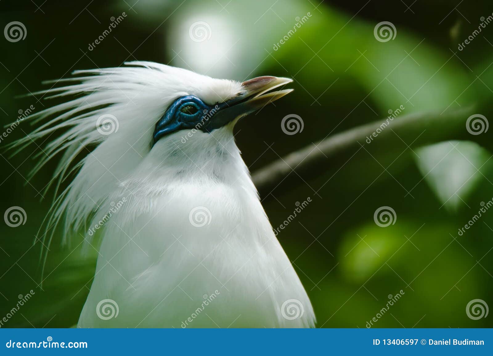 bali starling bird