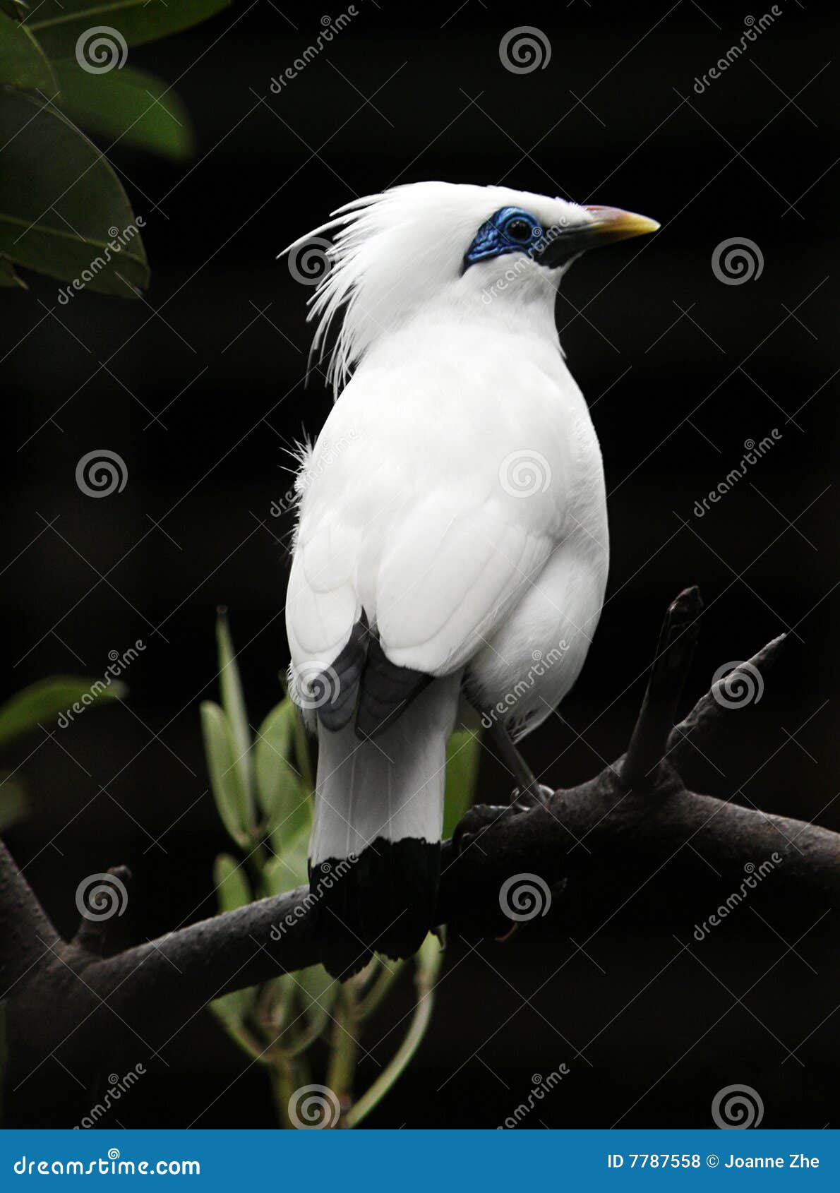 bali starling bird