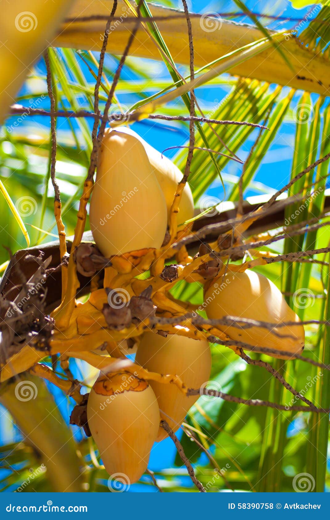 Balinese coconut stock photo. Image of trees, indonesia 58390758