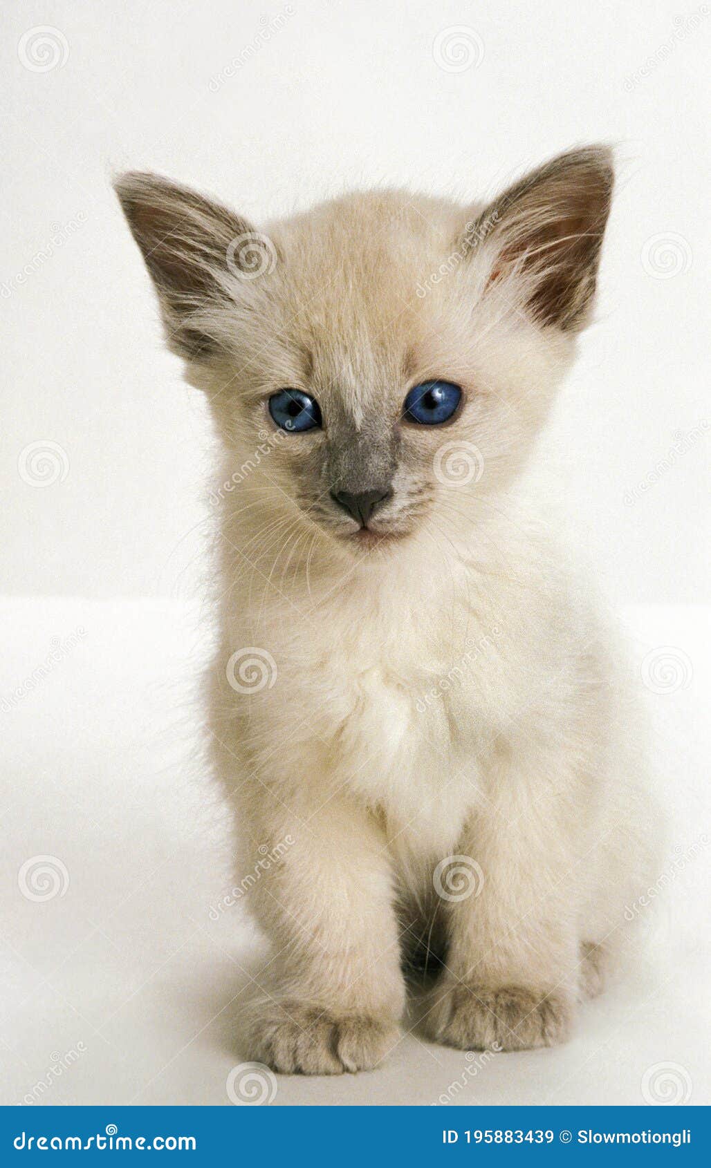 baby balinese kittens