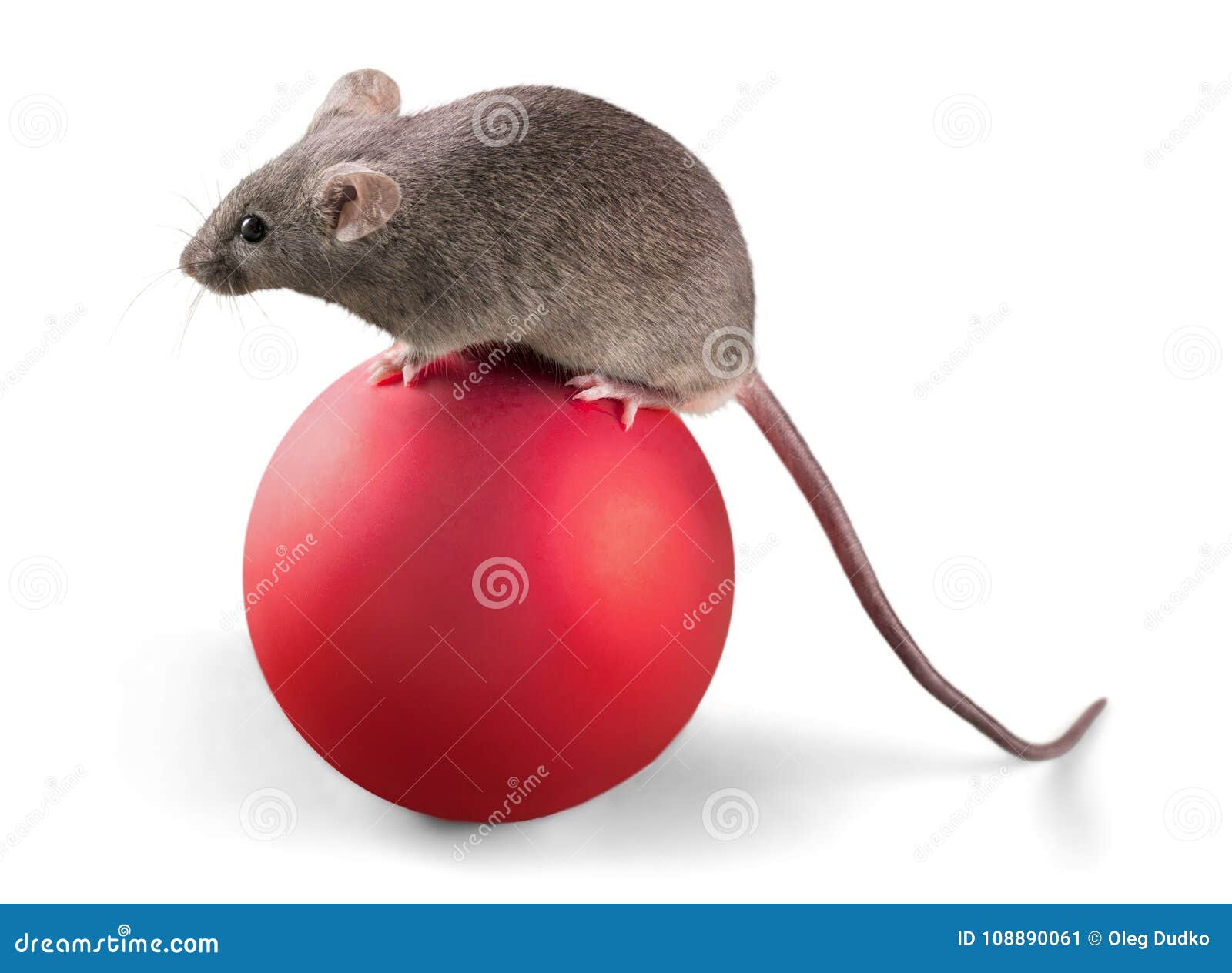 Gray Mouse Animal on Ball on Background Stock Image - Image of pest, face: 108890061 Gray Mouse Animal on Ball on Background Stock Image - Image of pest, face: 108890061
