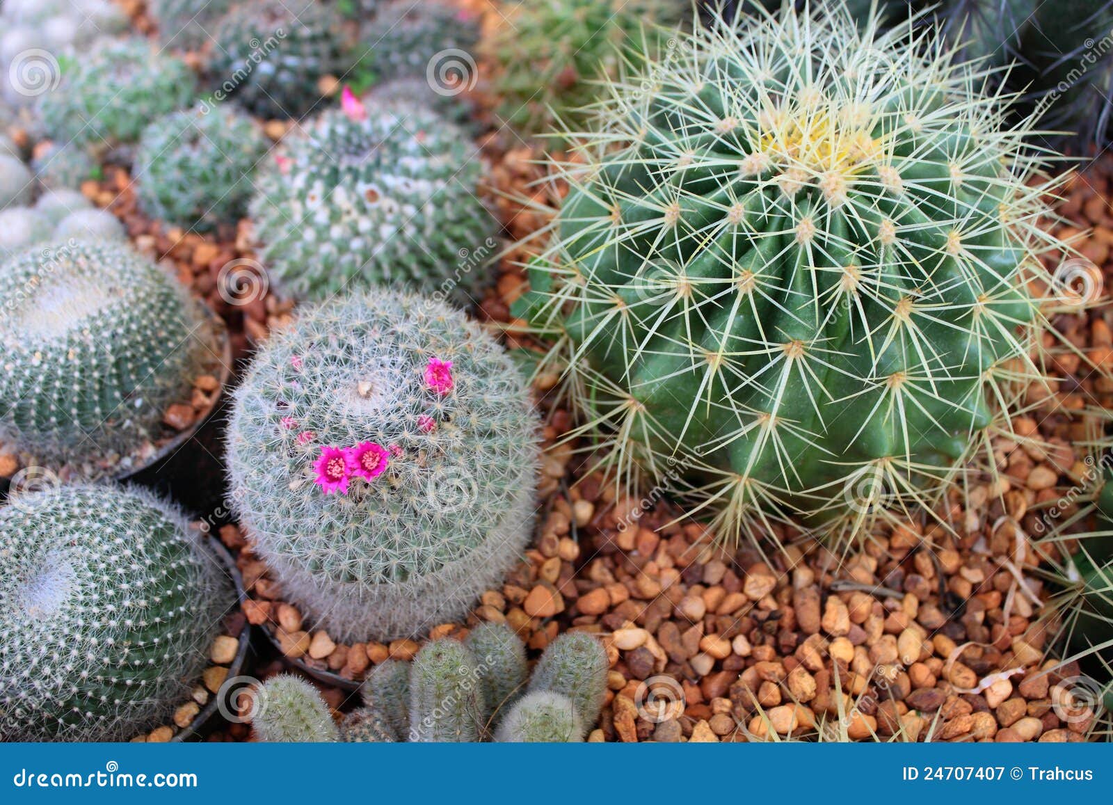 Ball cactus in dried farm stock image. Image of arid 24707407