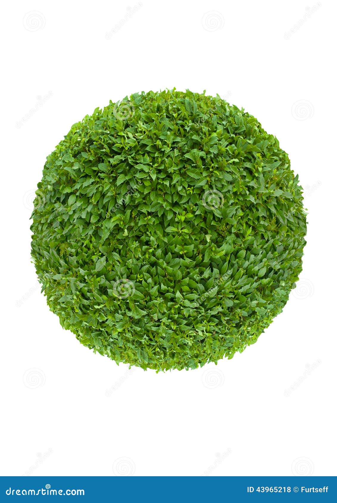 Ball of green leaves stock photo. Image of nature, botany 43965218