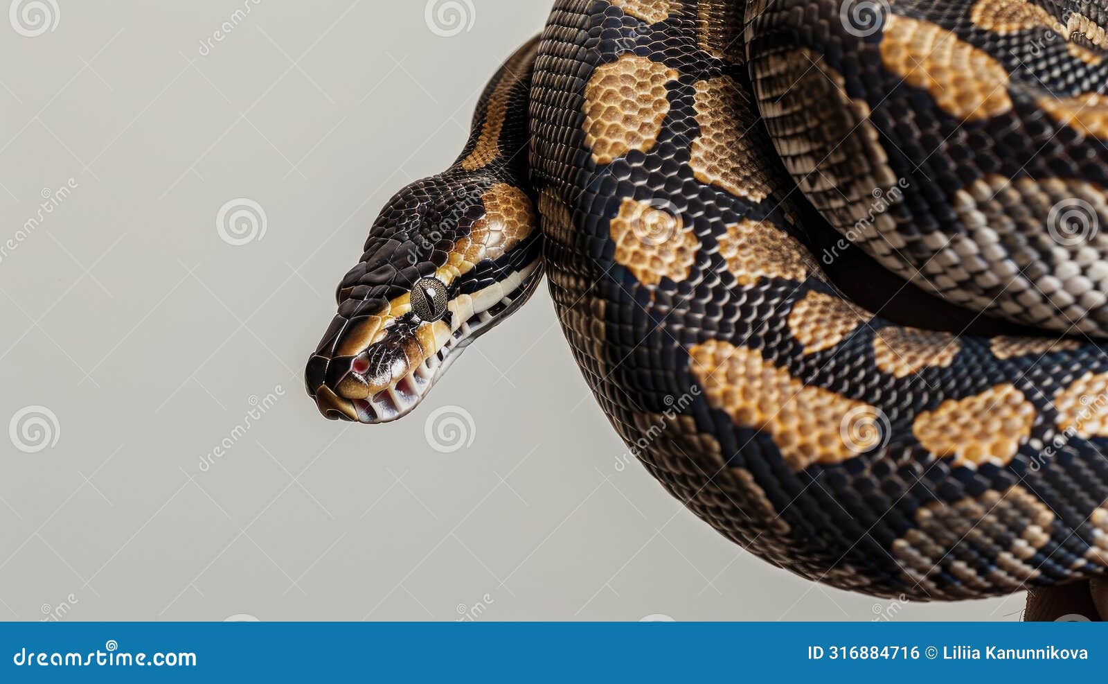 a ball python against a pristine white background, showcasing its striking patterns and unique coloration in a