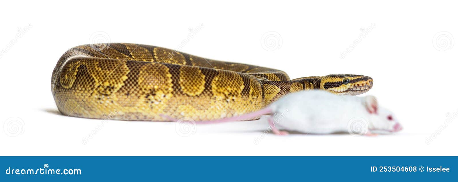 Ball Python Playing with a White Mouse, Python Regius Stock Photo ...
