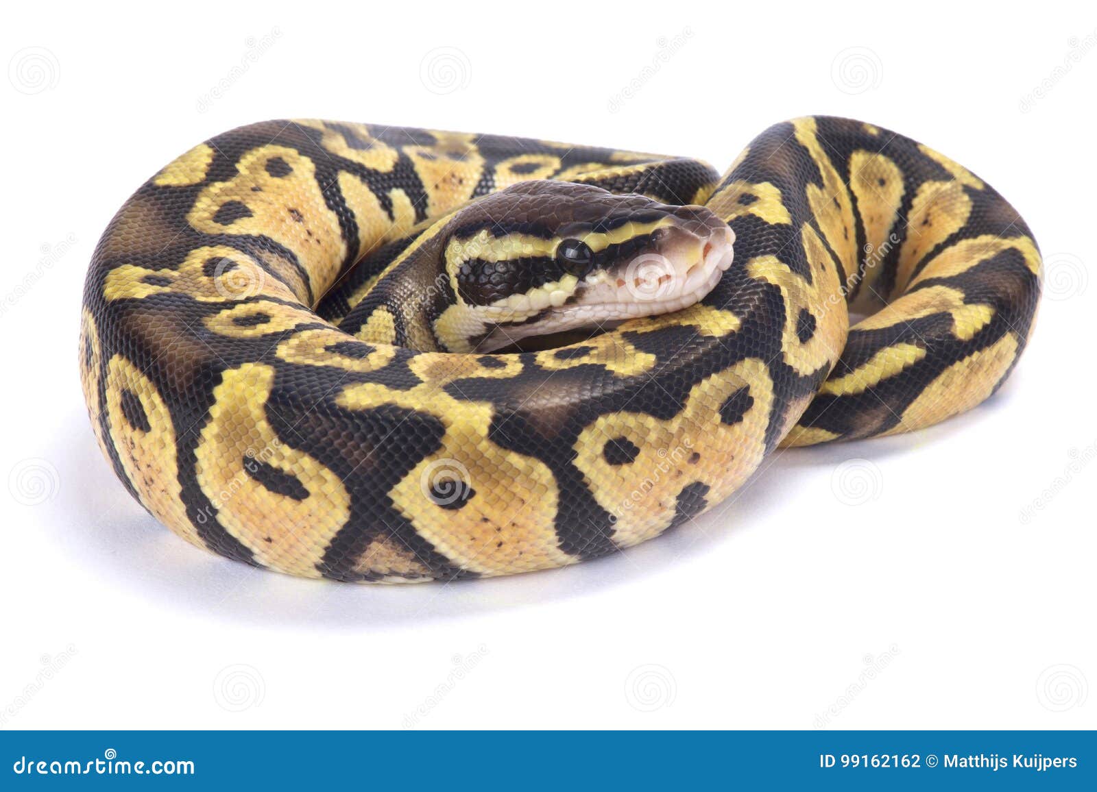 ball python,python regius