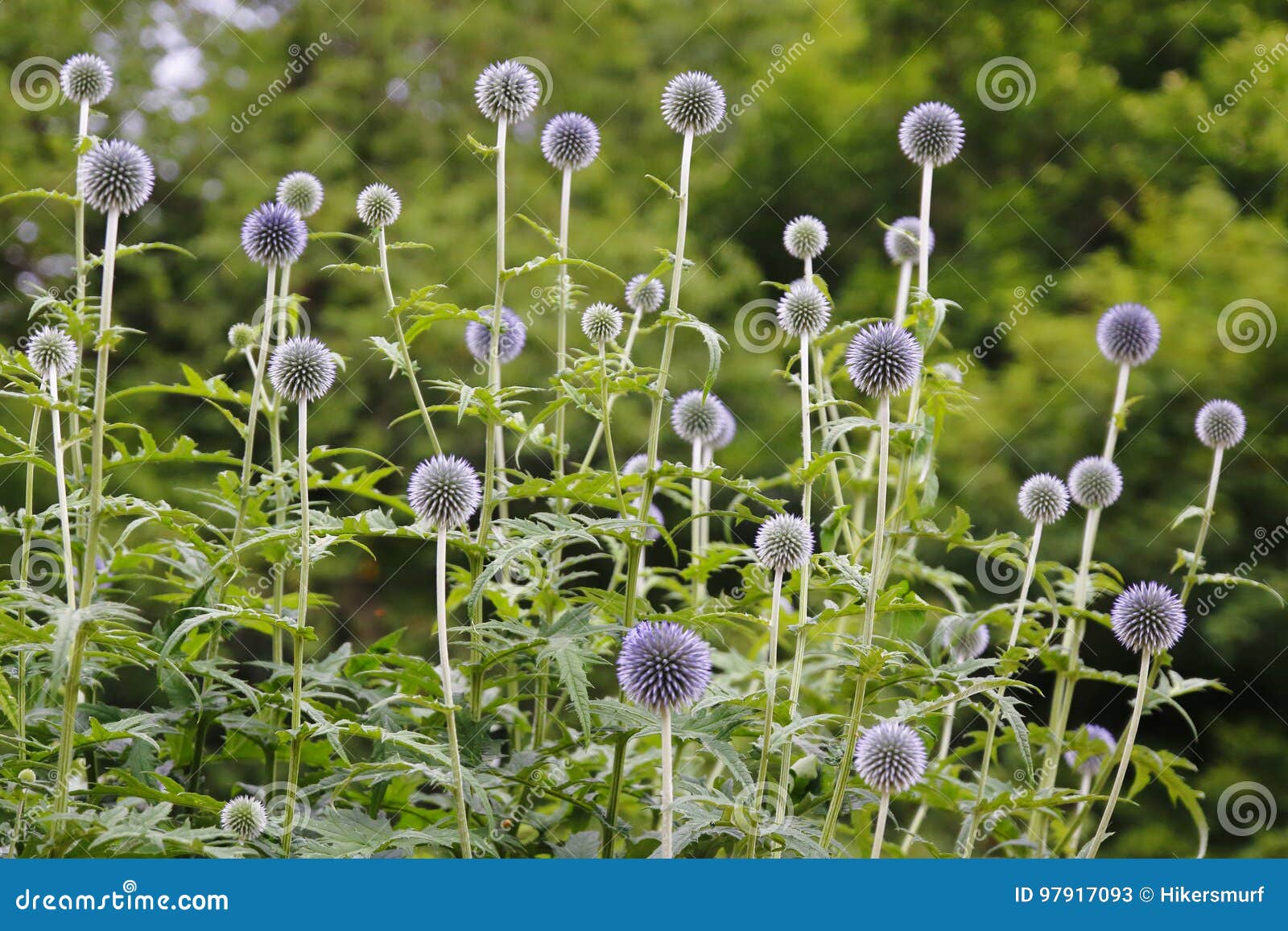 ballÃÂ thistle,ÃÂ echinops, blossom, bud