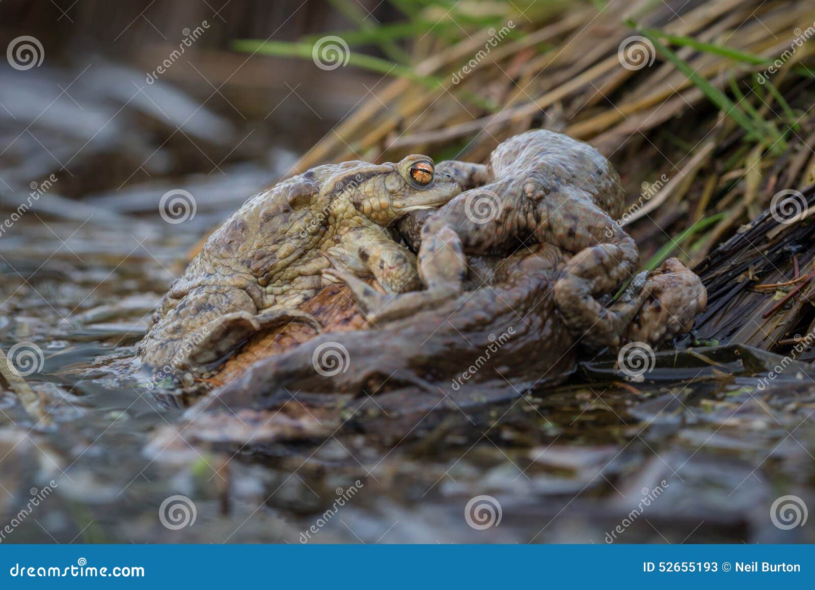 a ball of toads