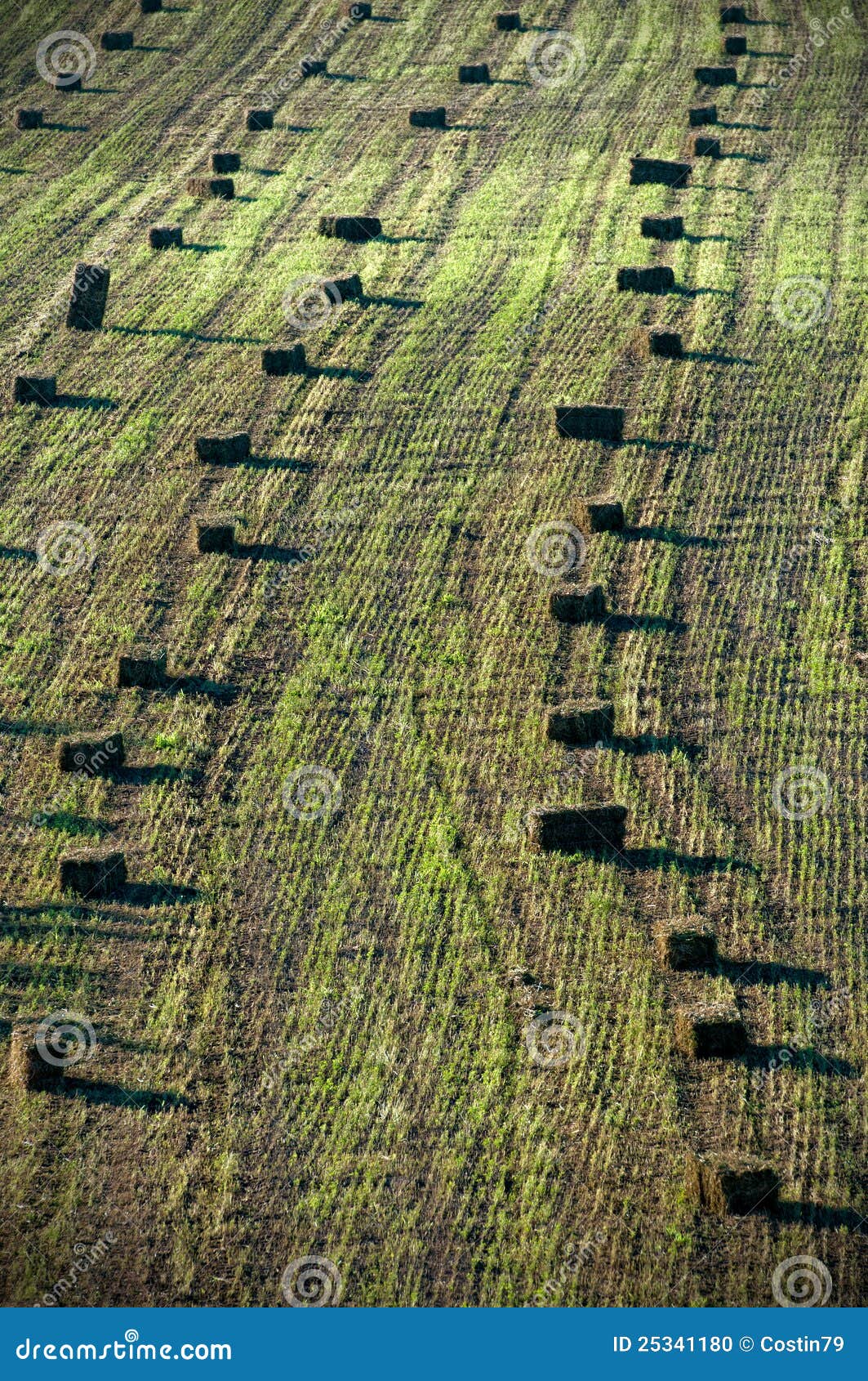 Tessuto Di Paglia + Chiodi Di Tessuto Non Tessuto 25 M | 160 - Foto 10
