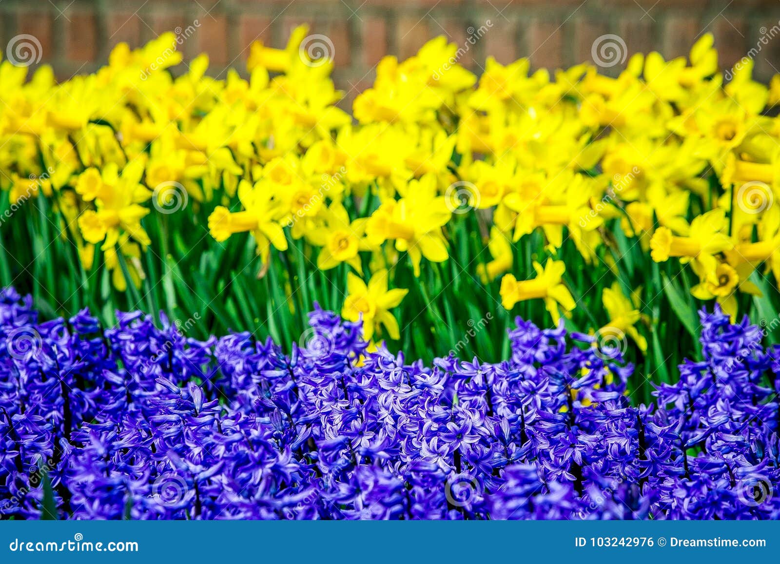 Ballade Tulips From Holland Stock Photo Image Of Tulips Collection 103242976