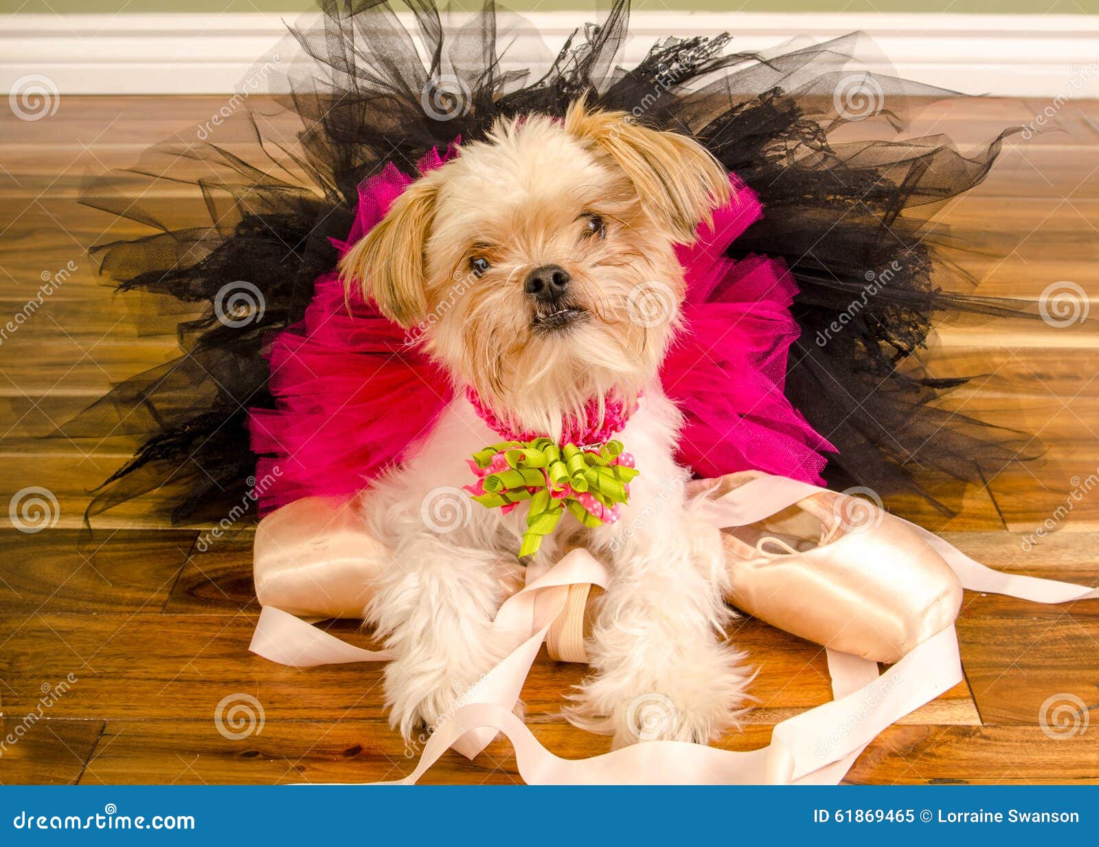 Ballerinahond in Roze Tutu en Pointe-Schoenen. De kleine Gemengde Hond van Chihuahua Pomeranian stelt in Roze Ballettutu op Pointe-Schoenen