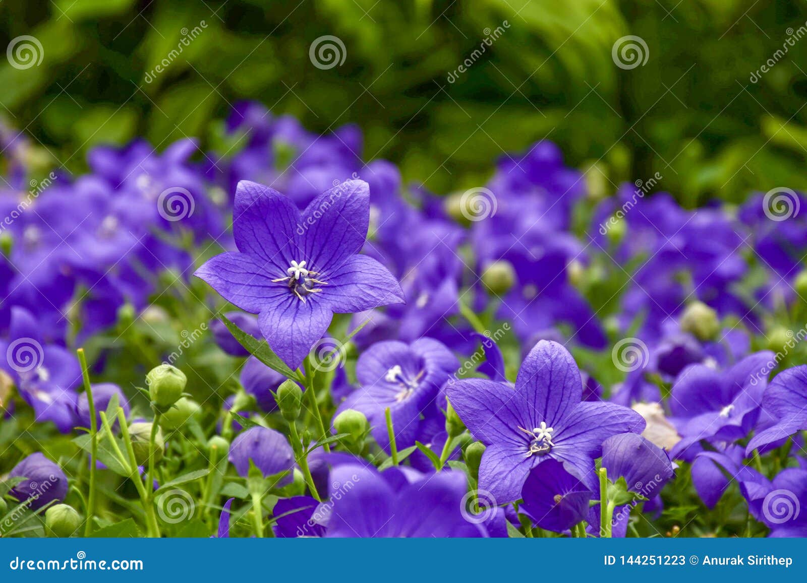 Balloon Flowers are Blooming Stock Image - Image of gardening, blossom