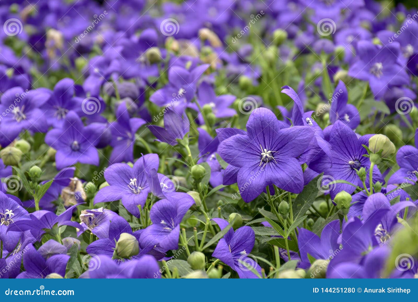 Balloon Flowers are Blooming with Natural Backgrounds Stock Photo
