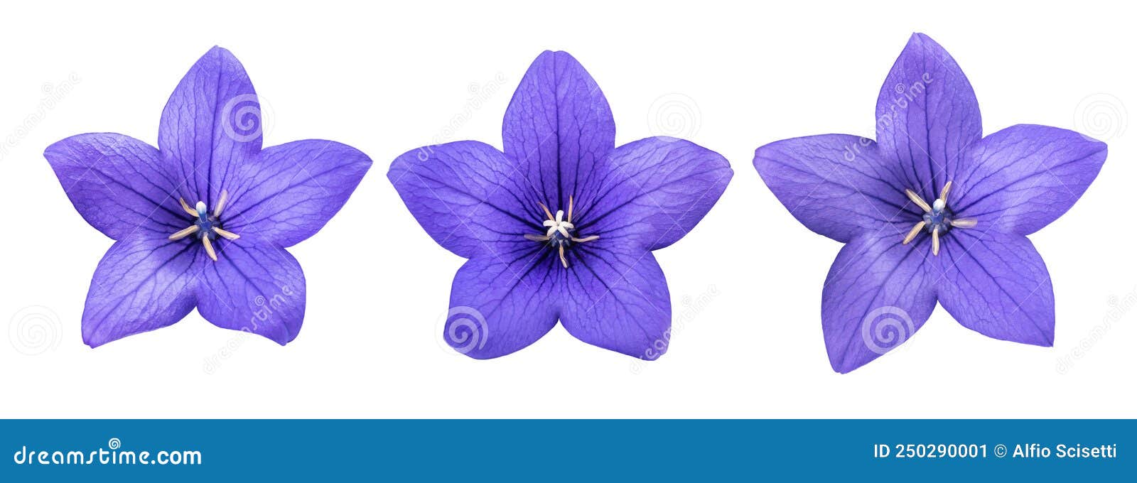 Balloon flowers stock image. Image of petals, flowers - 250290001