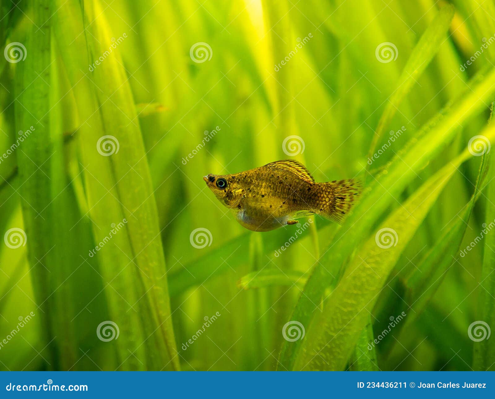 Balloon Molly Poecilia Latipinna Isolated in a Fish Tank with