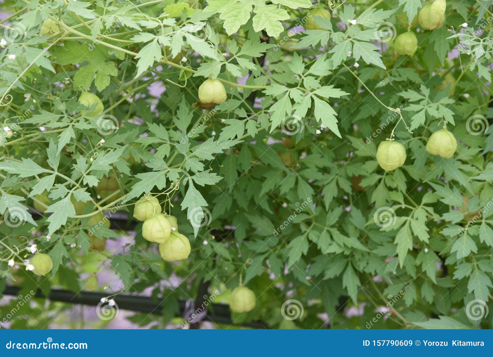 Balloon Vine Heart Seed Stock Image Image Of Leaved Balloon Vine Heart Seed Stock Image Image Of Leaved