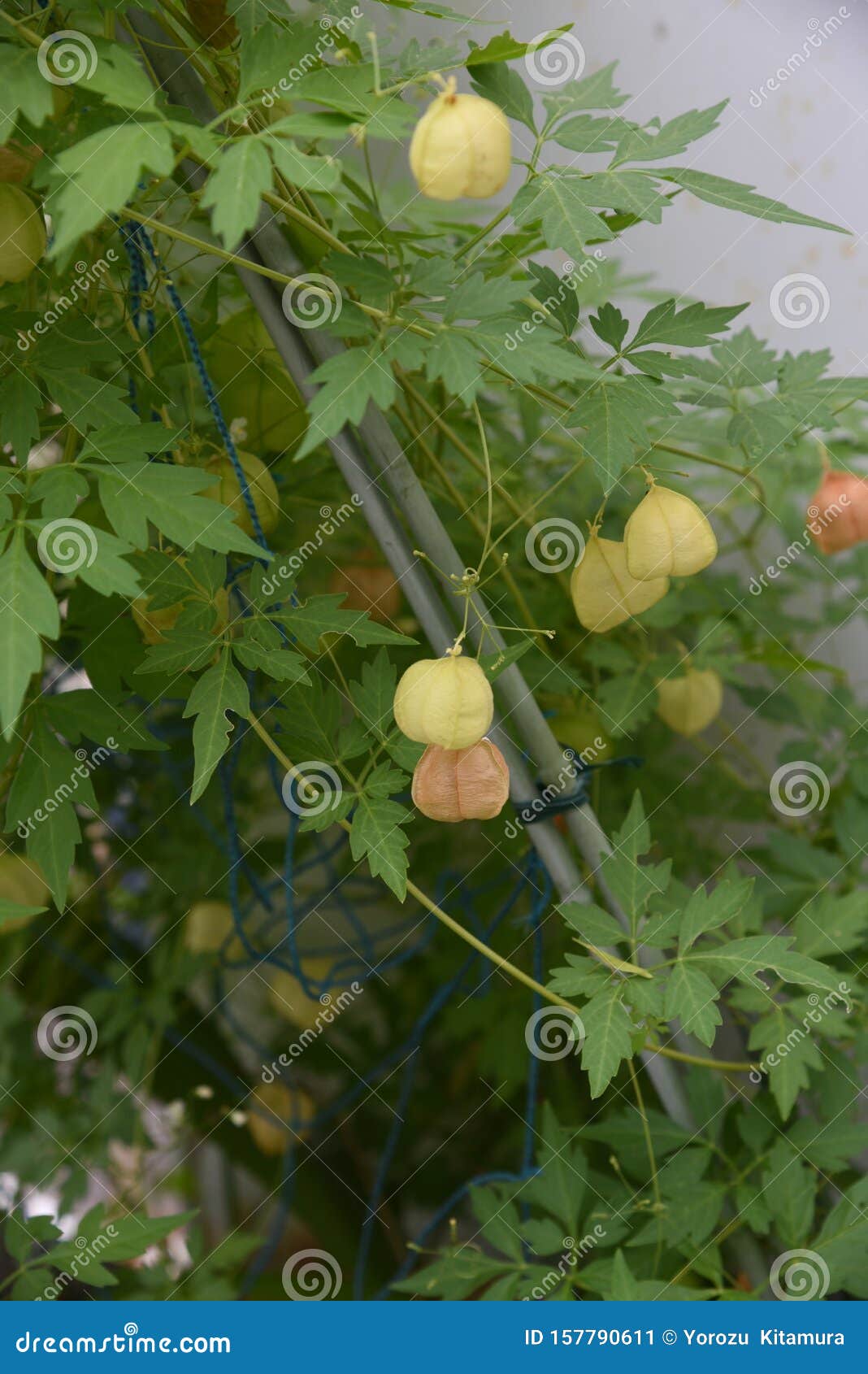 Balloon Vine Heart Seed Stock Image Image Of Heartshaped Balloon Vine Heart Seed Stock Image Image Of Heartshaped