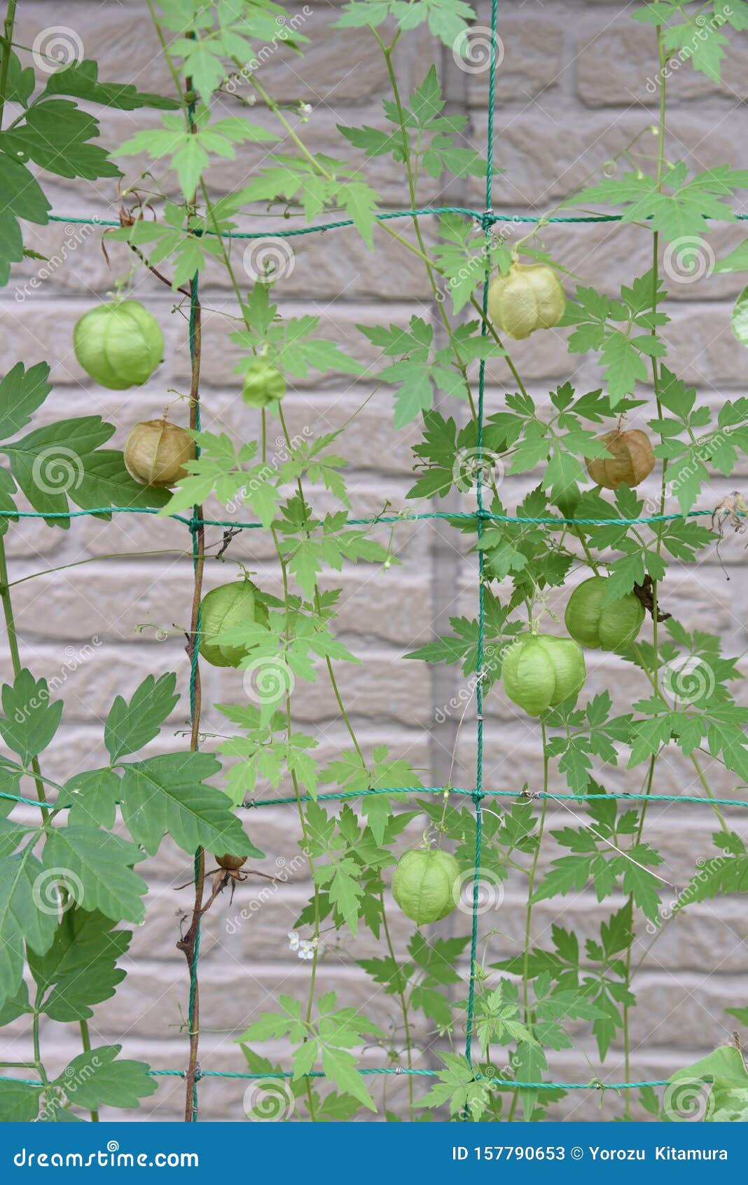 Balloon Vine Heart Seed Stock Image Image Of Shaped Balloon Vine Heart Seed Stock Image Image Of Shaped