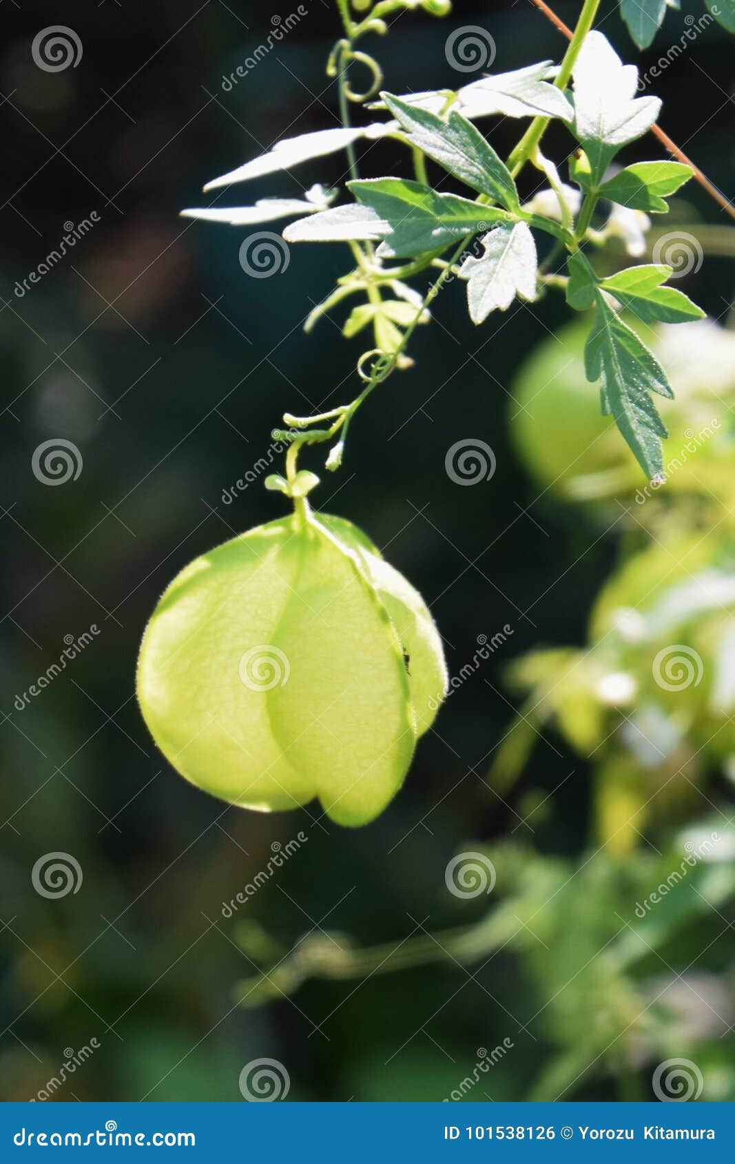 Balloon Vine Stock Photo Image Of Vine Balloons Plant Balloon Vine Stock Photo Image Of Vine Balloons Plant